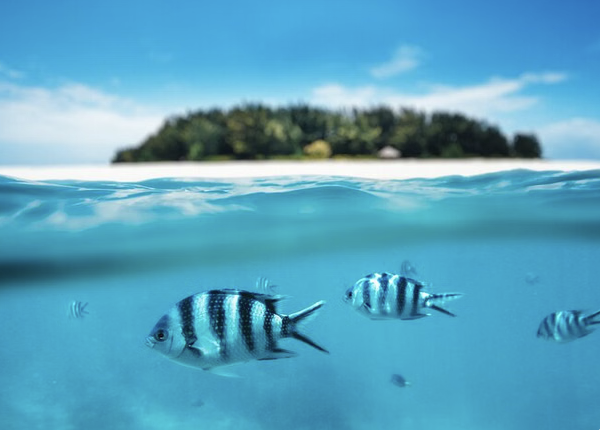 Mnemba Atoll Dhow Snorkeling Cruise with Swahili Lunch, photo 2