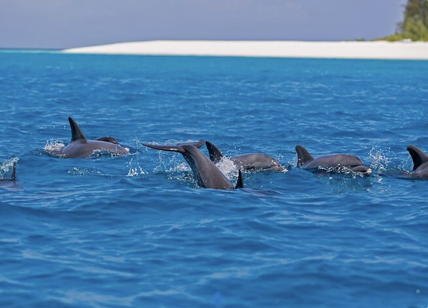 Mnemba Atoll Dhow Snorkeling Cruise with Swahili Lunch, photo 5