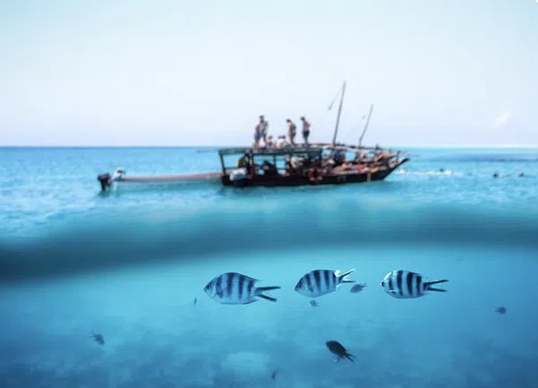 Mnemba Island Private Boat Snorkeling and Dolphin Tour gallery 4