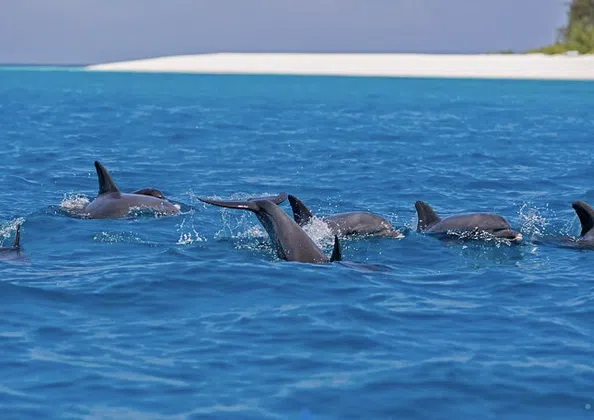 Mnemba Island Private Catamaran Snorkeling Cruise with Lunch, photo 5