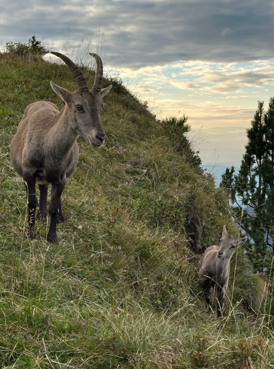 Niederhorn Panorama Ridge Hike with 360 Degree Views gallery 4