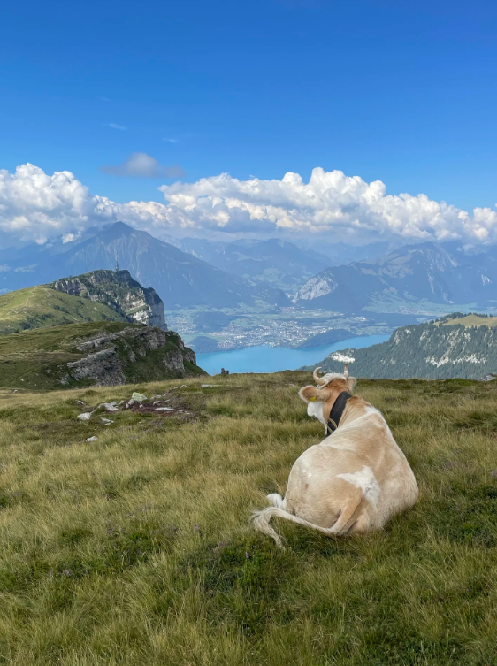 Niederhorn Panorama Ridge Hike with 360 Degree Views, photo 4