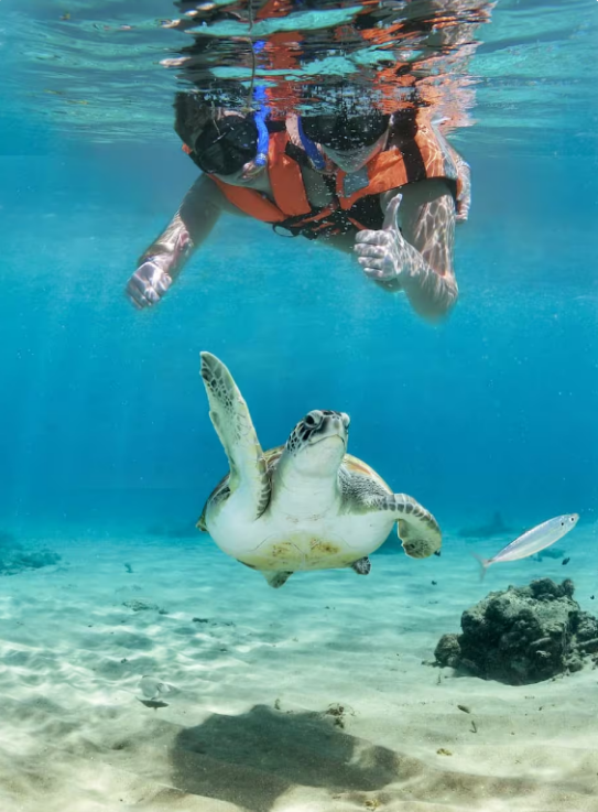 Snorkel with Turtles and Hidden Cenotes Experience in Akumal, photo 3