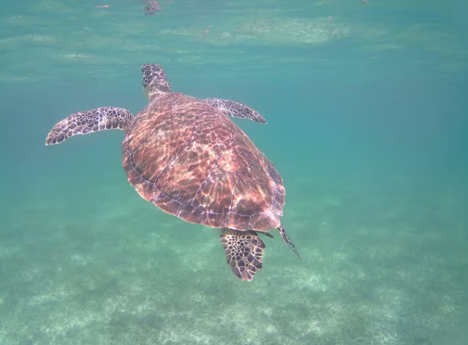 Snorkel with Turtles and Hidden Cenotes Experience in Akumal gallery 6