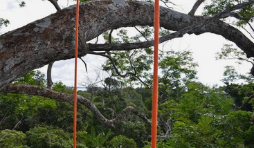 Tree Climbing Adventure in the Amazon from Manaus gallery 4