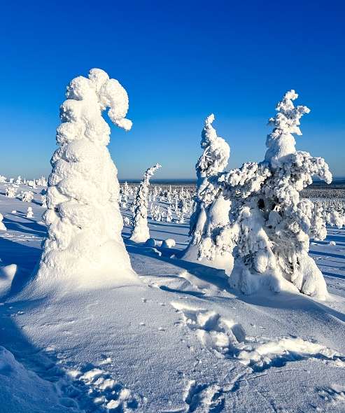 Arctic Adventure through Magical Frozen Forests of Riisitunturi, photo 3