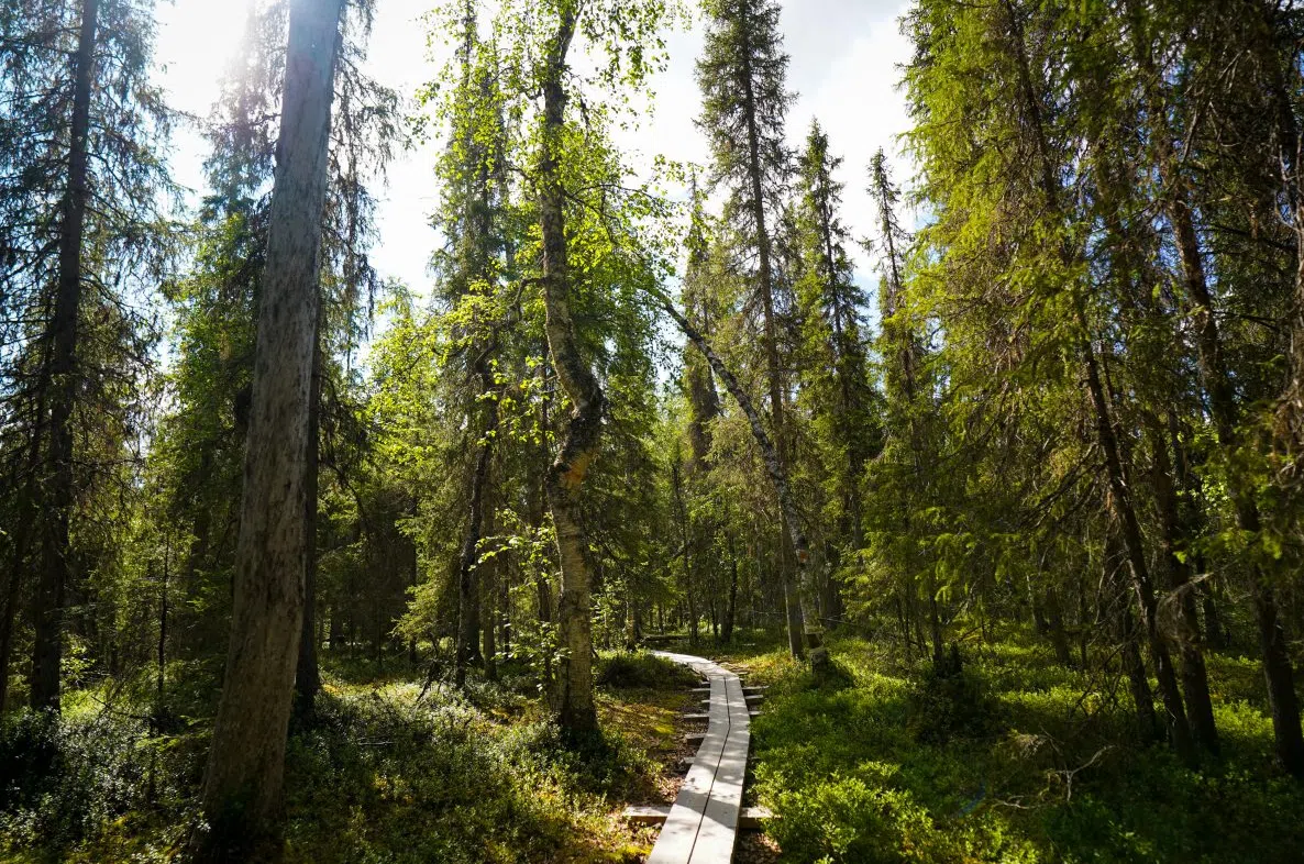 Auttiköngäs Wilderness Hike in Rovaniemi, listing photo