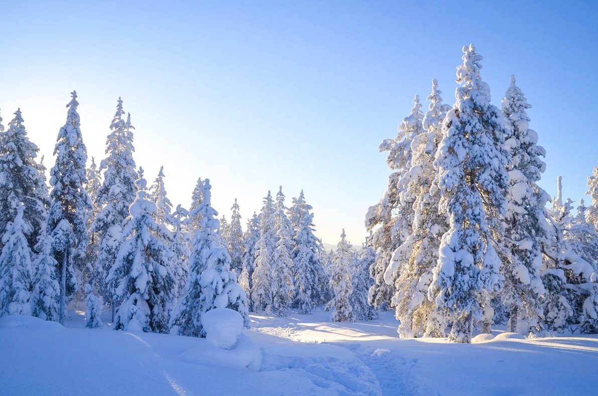 Full Day Snowmobile Tour in Rovaniemi gallery 7