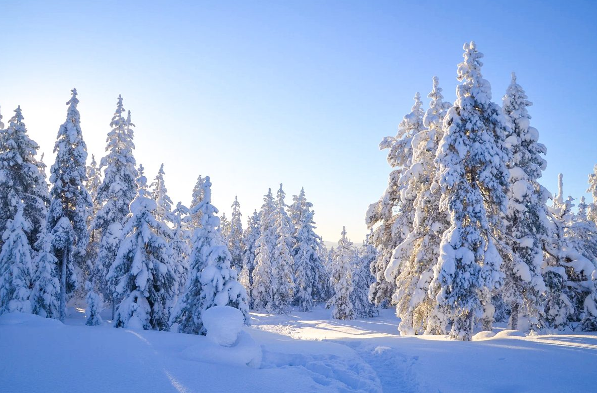 Wilderness Snowshoeing Trip in Rovaniemi gallery 6