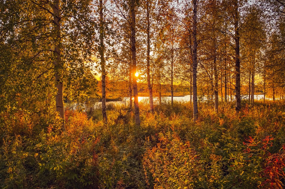 Summer and Autumn Wilderness Survival Tour in Rovaniemi, photo 3