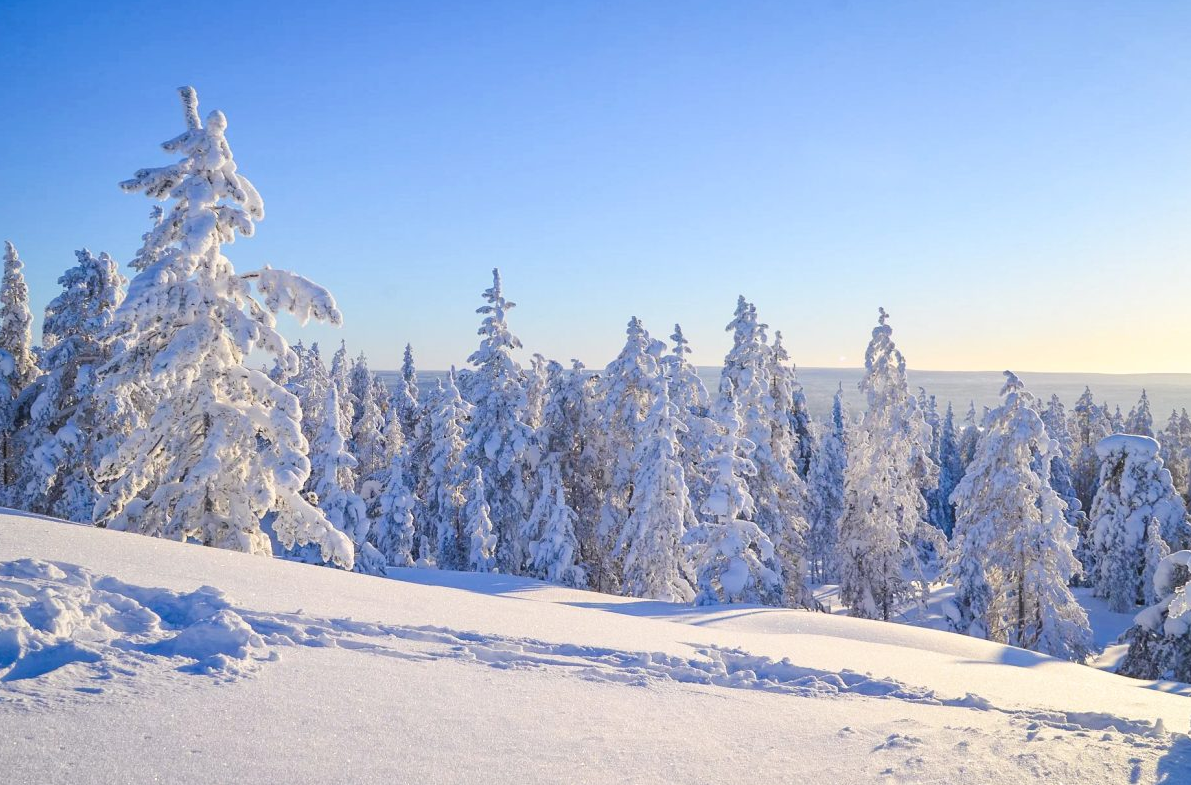 Winter Wilderness Survival Tour in Rovaniemi gallery 4
