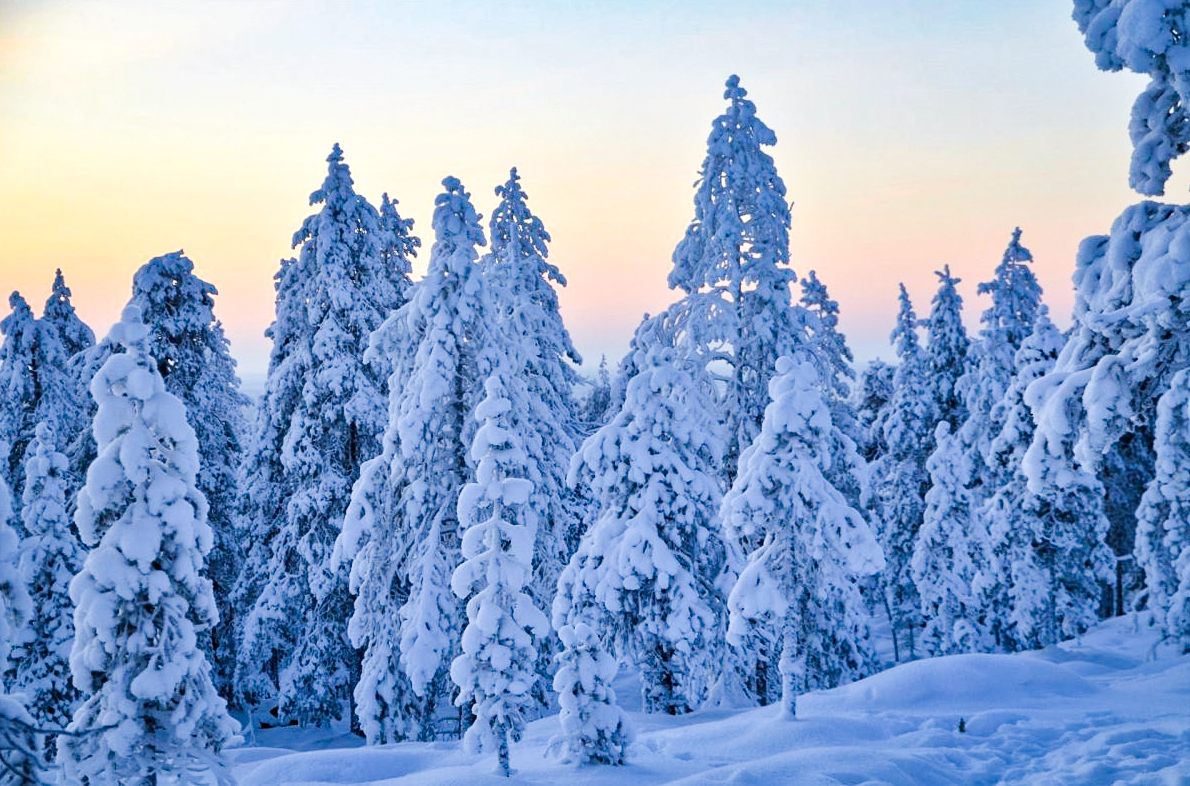 Winter Wilderness Survival Tour in Rovaniemi, photo 3