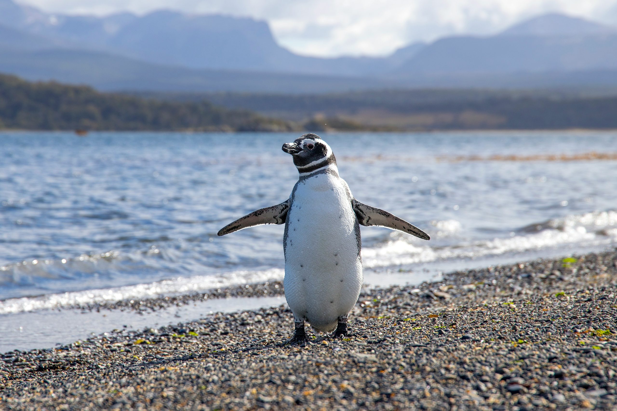 7 Day Patagonia Ski & Snowboard Trip: Ushuaia & Cerro Castor July 17–24 2027❄️⛷️, photo 4