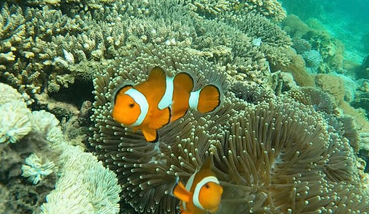 Gili Islands Snorkelling Adventure with GoPro Moments, photo 5