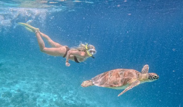 Gili Islands Turtle Snorkelling and Underwater Statue Experience gallery 4