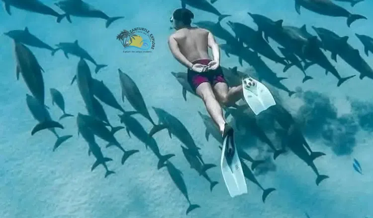 Mnemba Dolphin Snorkelling and Sandbank Boat Trip, listing photo
