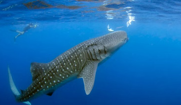 Mafia Island Whale Shark Snorkelling Day Trip from Zanzibar, photo 4