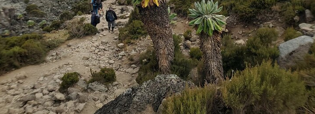7-Day Kilimanjaro: Machame Route – High Success Whiskey Route gallery 4