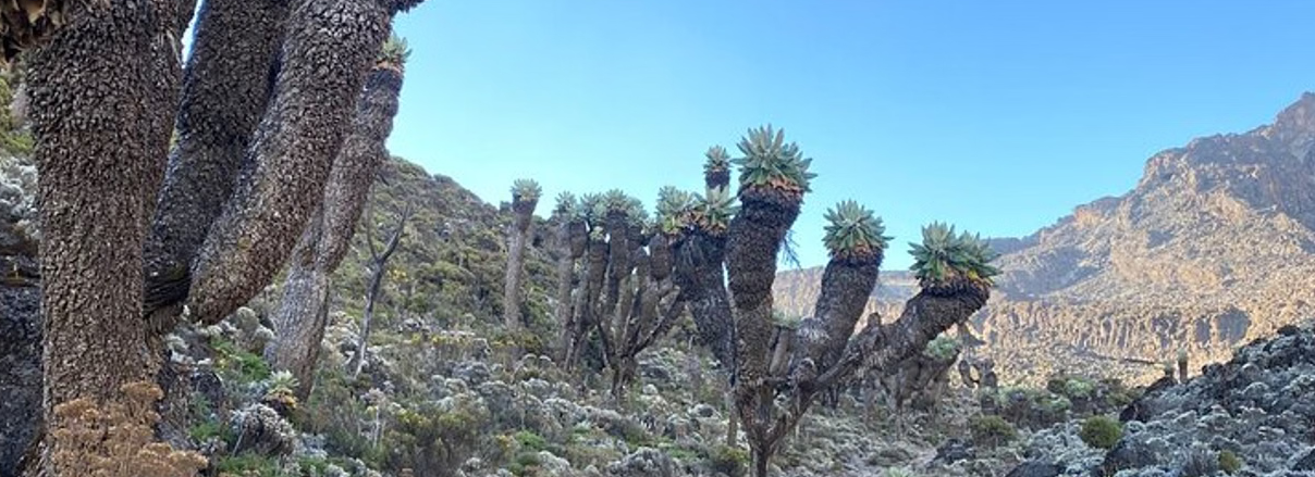 7-Day Kilimanjaro: Shira Route – Plateau Remote and Scenic Trek gallery 3