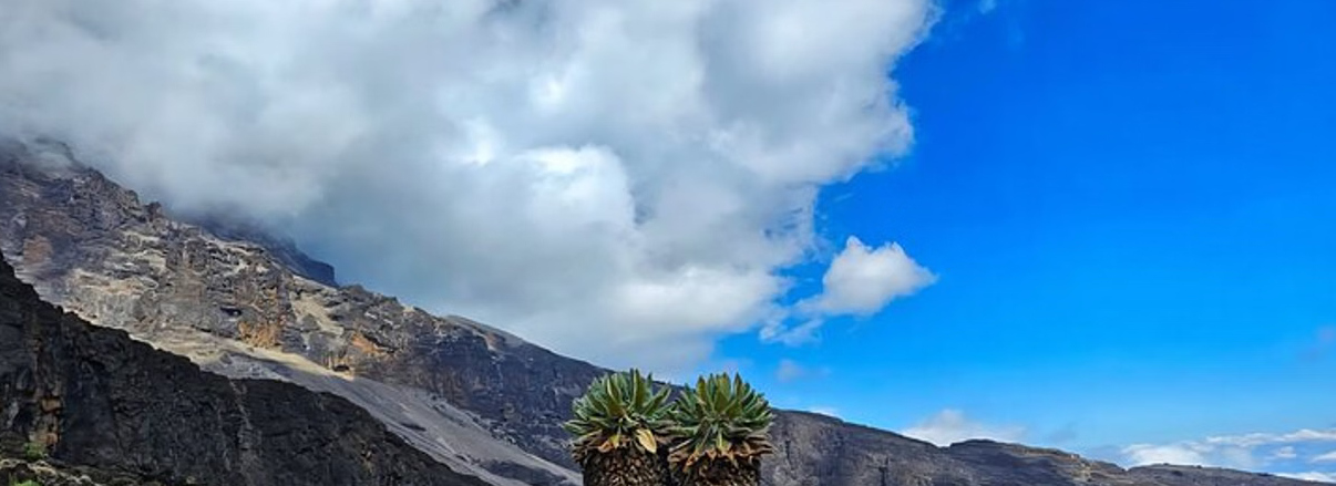 7-Day Kilimanjaro: Shira Route – Plateau Remote and Scenic Trek gallery 8