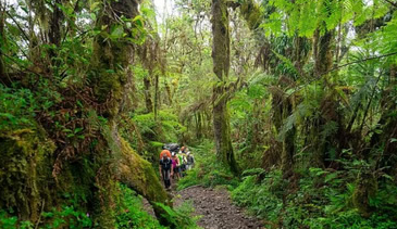 8-Day Kilimanjaro: Lemosho – High Success Scenic Route gallery 8