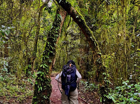 Kilimanjaro: Mandara Hut Rainforest Hike with Maundi Crater View gallery 2