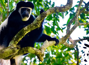 Kilimanjaro: Mandara Hut Rainforest Hike with Maundi Crater View gallery 3