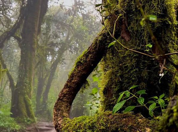 Kilimanjaro: Mandara Hut Rainforest Hike with Maundi Crater View gallery 4