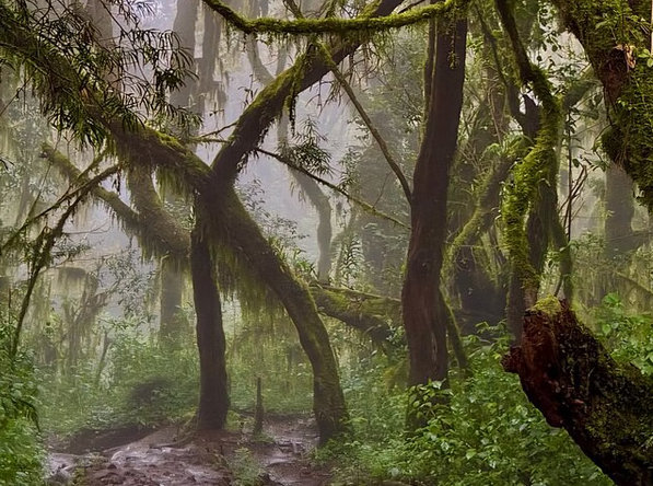 Kilimanjaro: Mandara Hut Rainforest Hike with Maundi Crater View gallery 6
