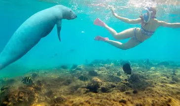 Marsa Alam Turtle and Dugong Snorkelling Private Boat Trip, photo 2