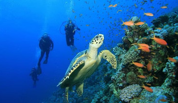 Introductory Scuba Diving Experience in Hurghada for Beginners, photo 3
