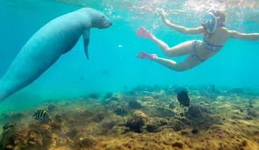 Private Speedboat Dolphin Watching and Snorkelling Trip from Hurghada, photo 3