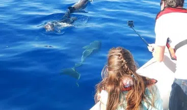 Private Speedboat Dolphin Watching and Snorkelling Trip from Hurghada, photo 4