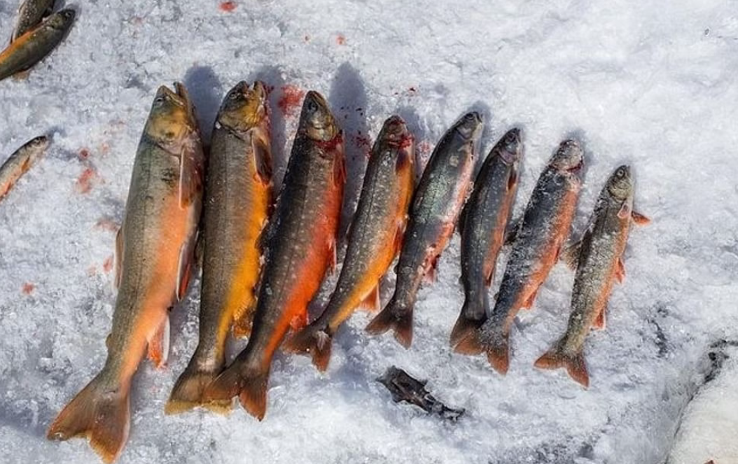 Snowmobile and Ice Fishing Experience in Rovaniemi gallery 10