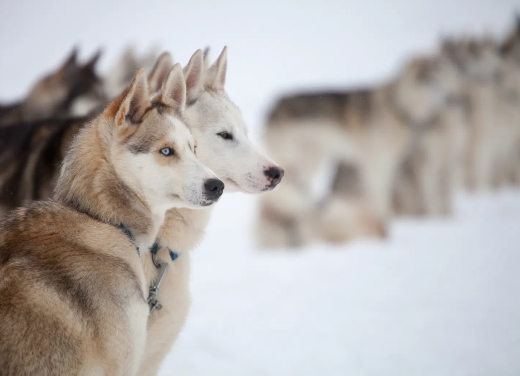 Snowy Trails Husky Safari Experiences in Lapland (5 km, 10 km & 20 km) gallery 2