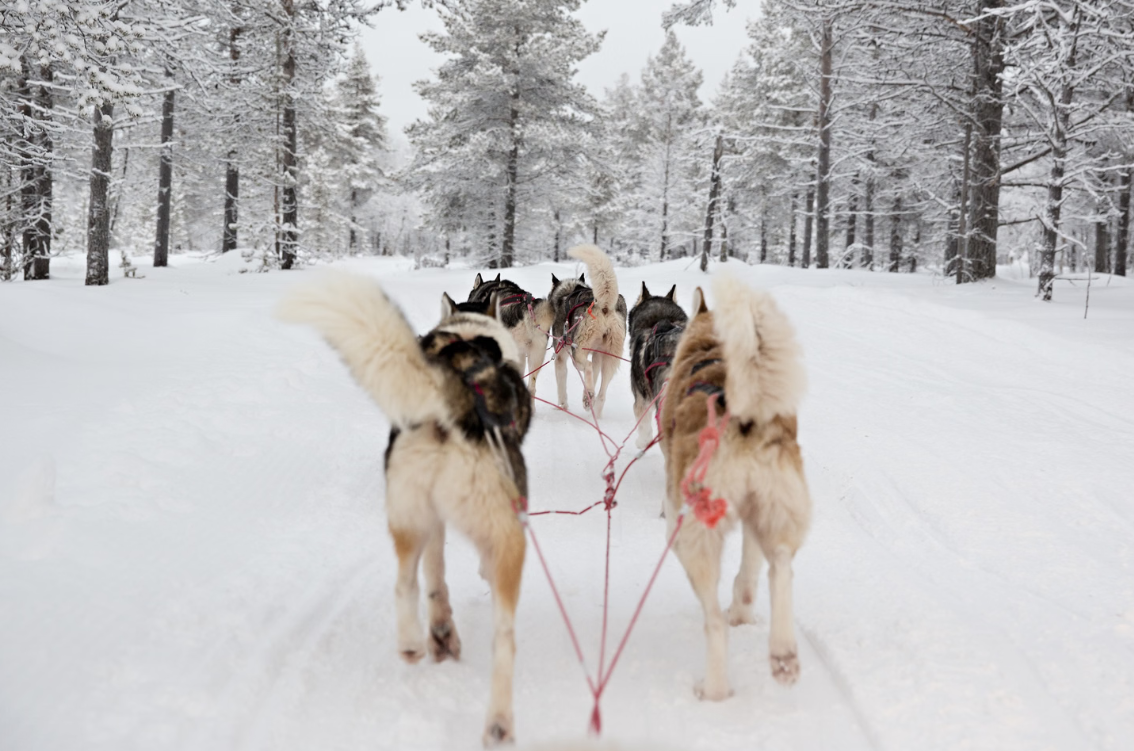 Snowy Trails Husky Safari Experiences in Lapland (5 km, 10 km & 20 km) gallery 3