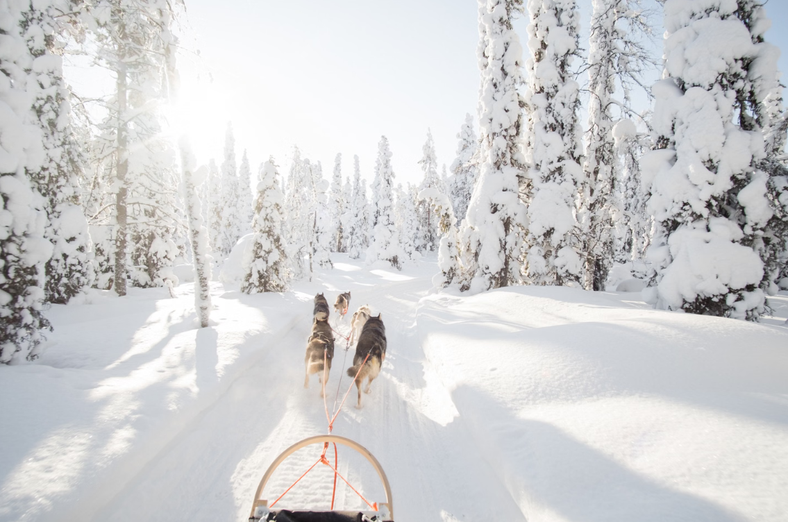 Snowy Trails Husky Safari Experiences in Lapland (5 km, 10 km & 20 km) gallery 4