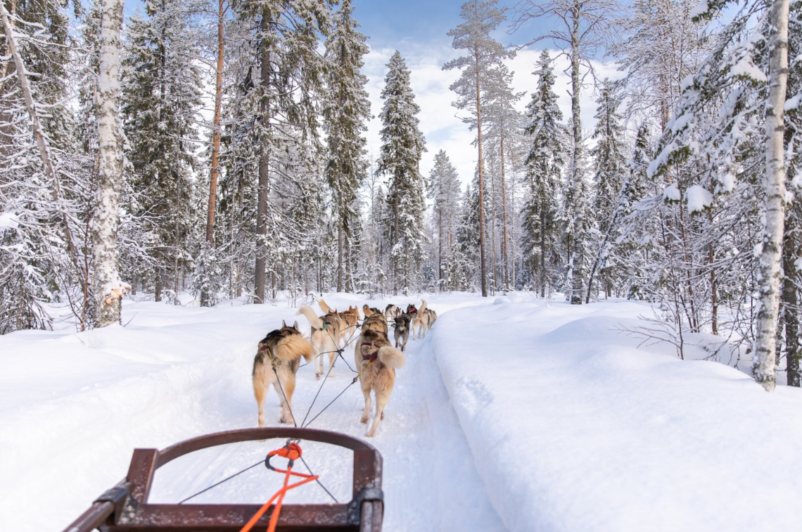 Snowy Trails Husky Safari Experiences in Lapland (5 km, 10 km & 20 km) gallery 5