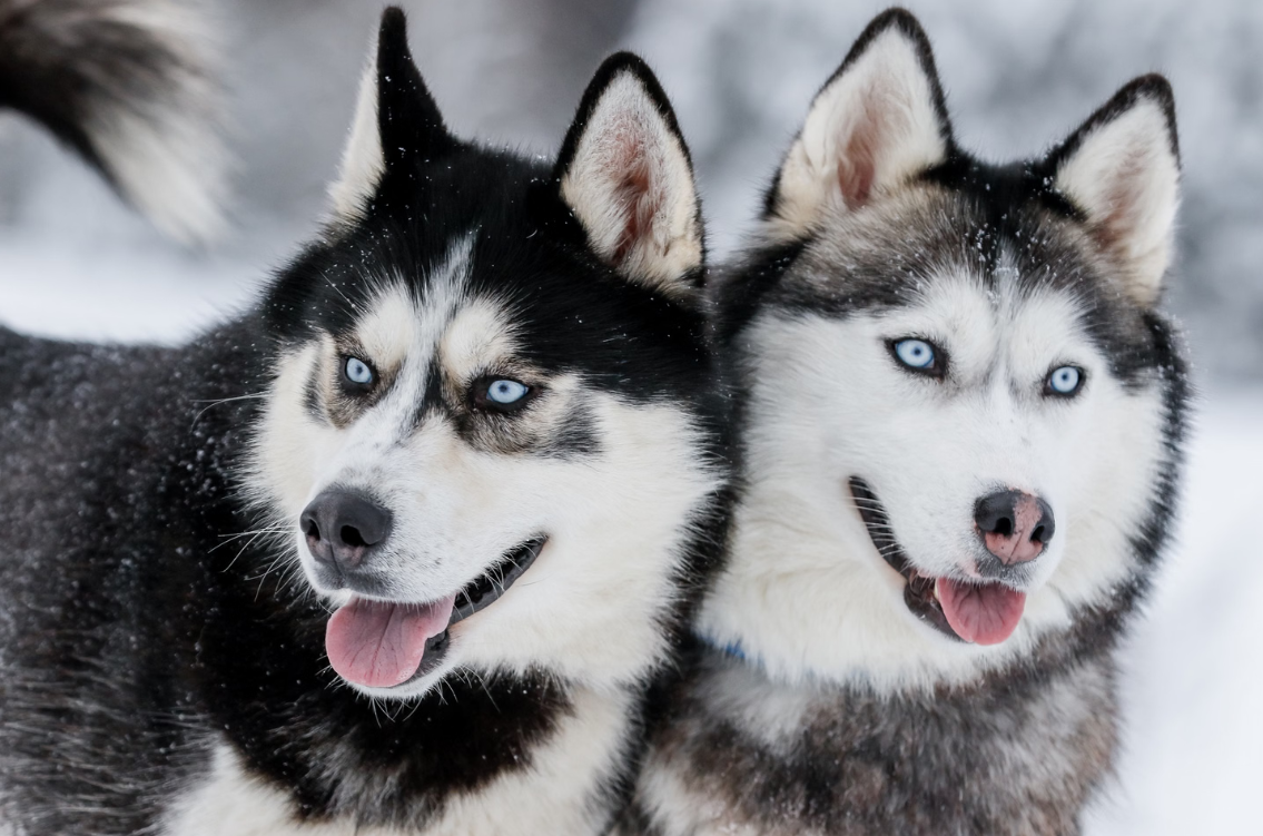 Snowy Trails Husky Safari Experiences in Lapland (5 km, 10 km & 20 km) gallery 6