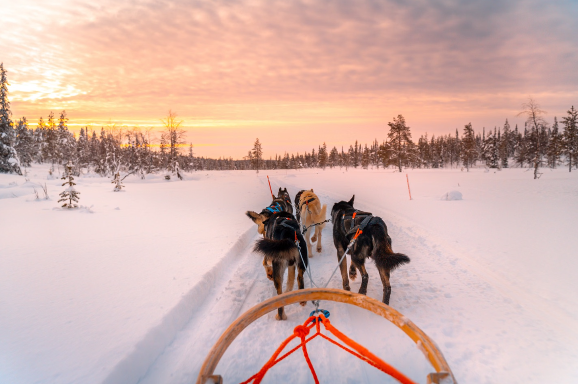 Snowy Trails Husky Safari Experiences in Lapland (5 km, 10 km & 20 km), photo 2