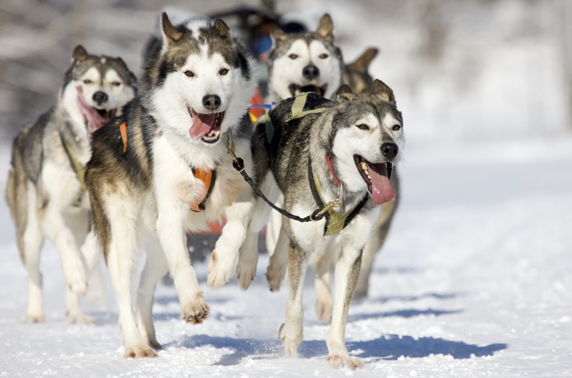 Snowy Trails Husky Safari Experiences in Lapland (5 km, 10 km & 20 km) gallery 7