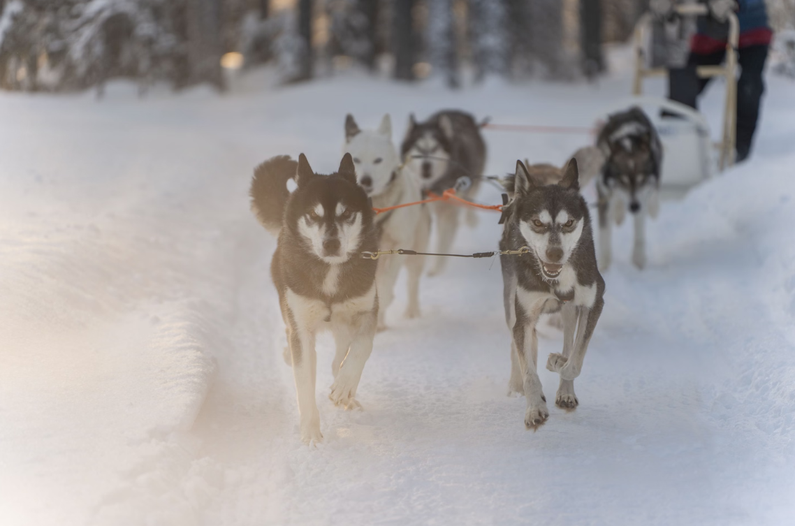 Snowy Trails Husky Safari Experiences in Lapland (5 km, 10 km & 20 km) gallery 8
