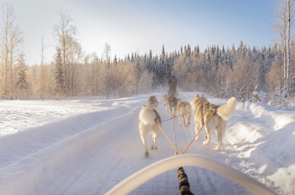 Snowy Trails Husky Safari Experiences in Lapland (5 km, 10 km & 20 km), photo 5