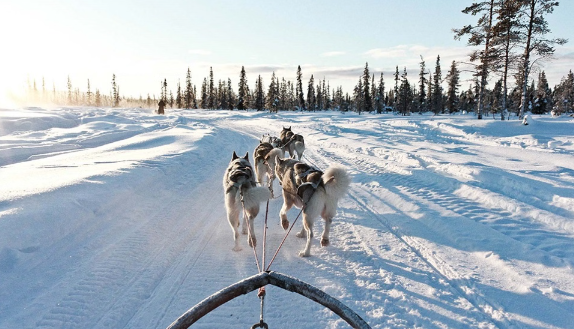Snowy Trails Husky Safari Experiences in Lapland (5 km, 10 km & 20 km), photo 4