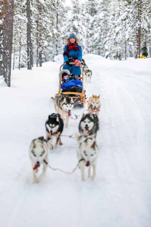 Snowy Trails Husky Safari Experiences in Lapland (5 km, 10 km & 20 km), listing photo