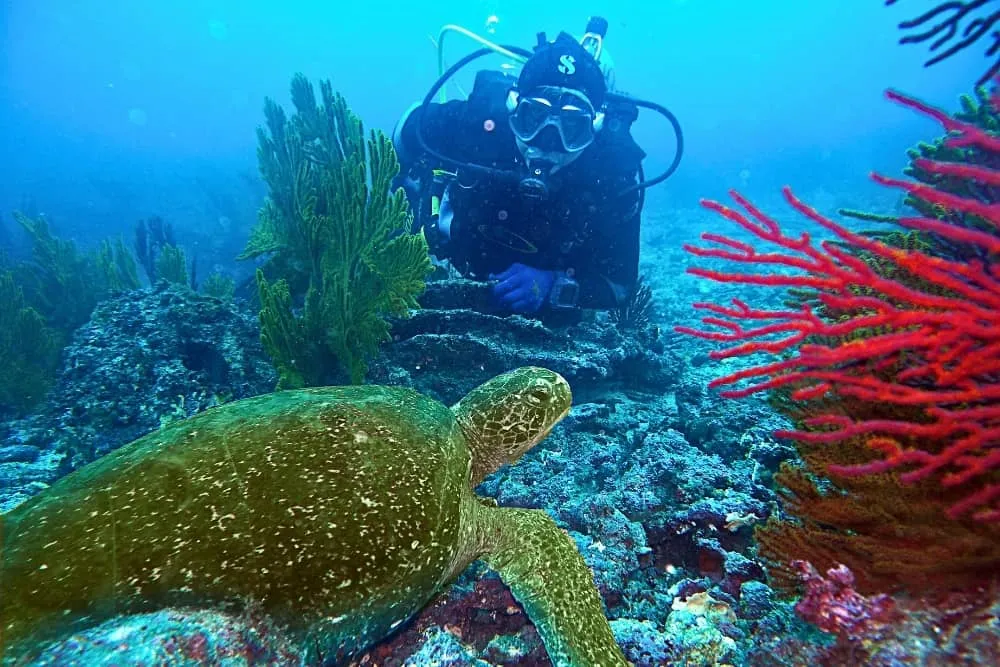 7-Day Galapagos Diving Tour, photo 3