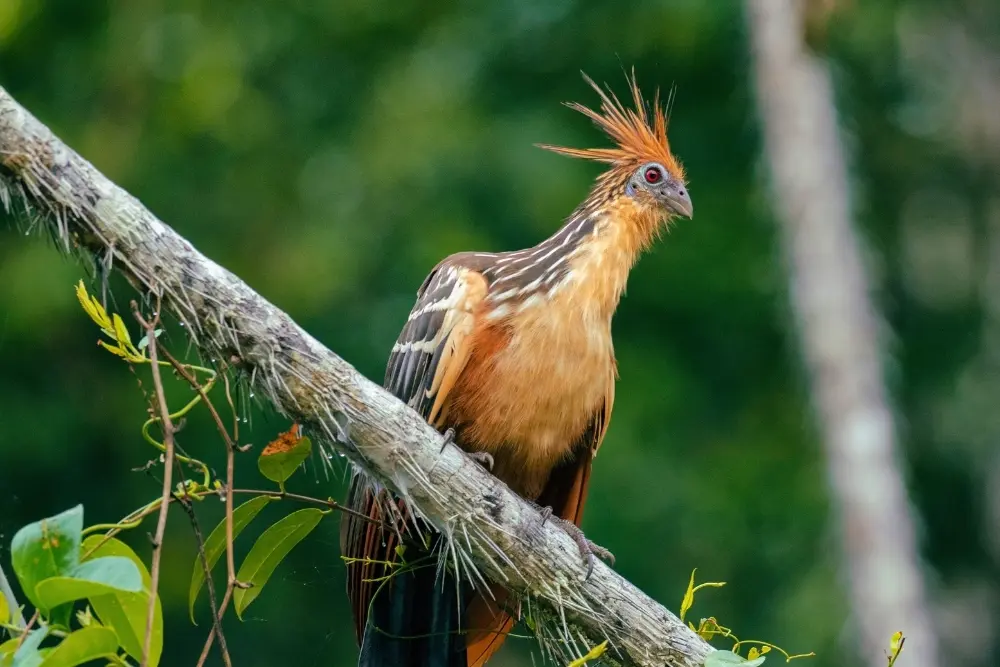 5-Day Amazon Adventure: Cuyabeno & Papallacta, Ecuador, photo 4