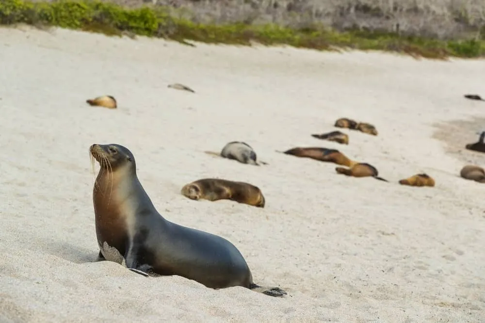 7-Day Galapagos Diving Tour, photo 5