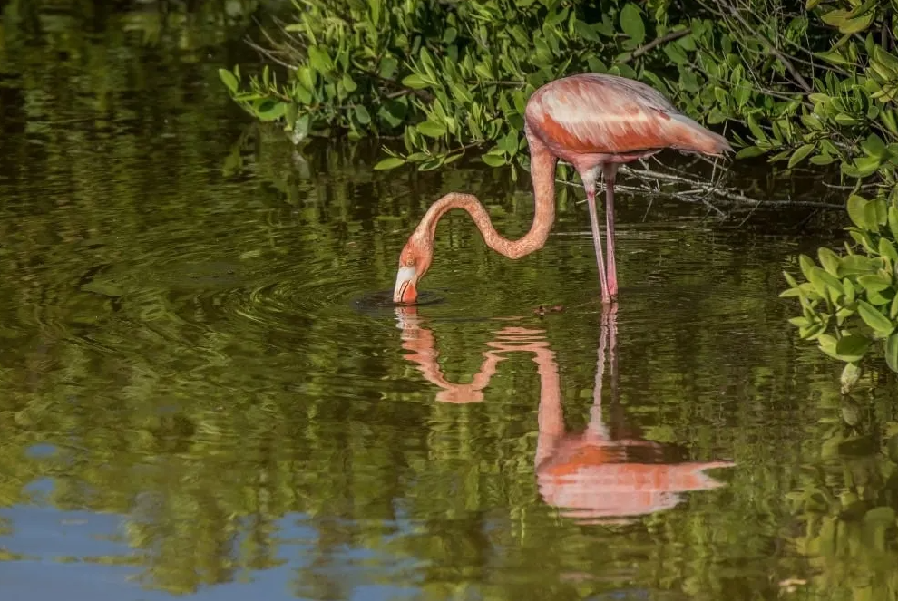 8-Day Galapagos Biking Hiking Snorkelling and Kayaking Adventure gallery 4