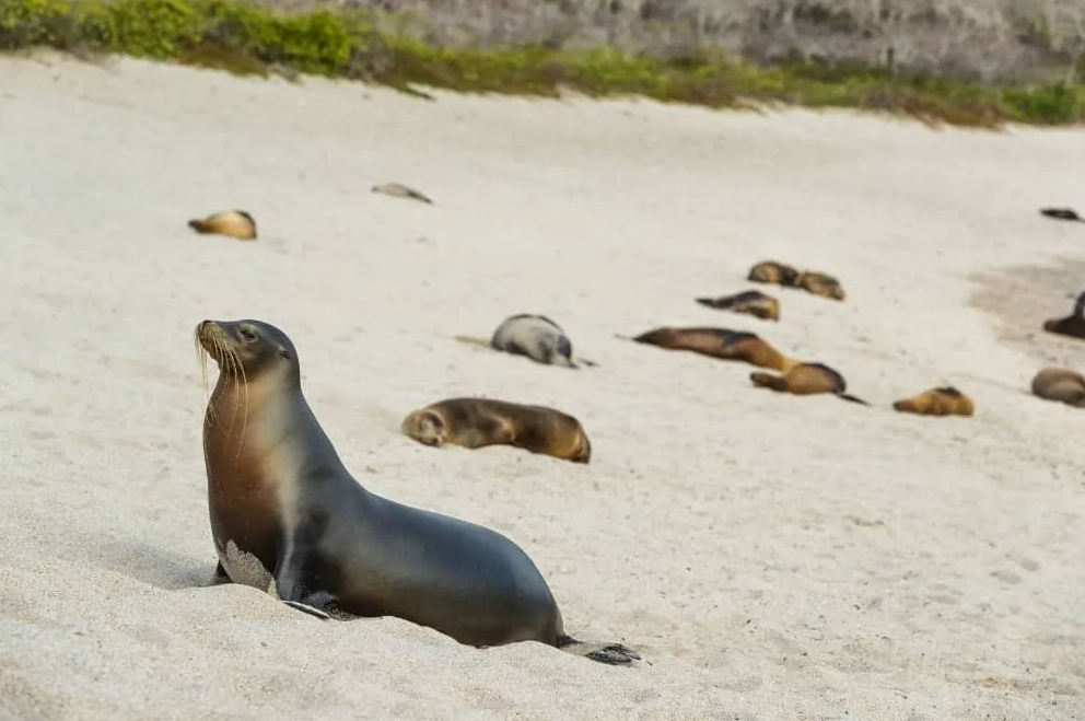 8-Day Galapagos Biking Hiking Snorkelling and Kayaking Adventure, photo 5
